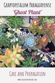 Ghost Plant Graptopetalum Paraguayense Care And Propagation In 2021 Ghost Plant Plants Plant Care