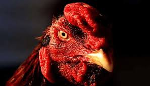 Mimpi ini merupakan sebuah pertanda baik bagi anda yang memimpikannya. 10 Rahasia Membuat Ayam Aduan Ganas Dan Agresif