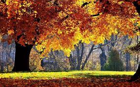 We have a lot of different topics like nature, abstract and a lot more. Autumn Sceneries Wallpapers Wallpaper Cave