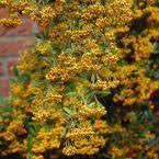 Image result for Pyracantha coccinea golden charmer