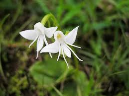 Image result for Habenaria galpinii
