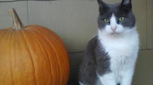 Fall is here and that means pumpkin season! Can Cats Eat Pumpkin The Dog People By Rover Com