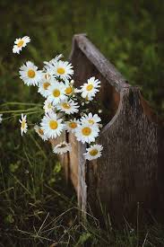 maria l duque on twitter sunflowers and daisies flowers photography beautiful flowers
