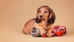 We did not find results for: Can Your Dogs Eat Pomegranate Homevary