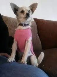 26 Lost And Found Min Pin Chi Papillons X Ideas Lost Found Dogs Breeds