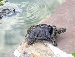 Stai cercando alimenti naturali per animali? Tartarughe D Acqua Dolce Guida Alle Specie Habitat Cure E Riproduzione