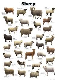 Sheep Art Print By Guardian Wallchart Easyart Com Sheep Breeds Sheep Art Sheep Farm