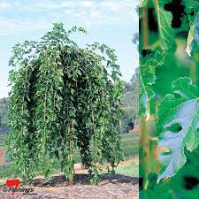 A lovely specimen tree whose fruit will keep you in jam and wine all winter long. Mulberry Ornamental Weeping Chaparral Potted Perth Wa Online Garden Centre