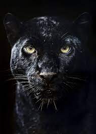  Black Panther Poster Poster By Mk Studio Displate Black Jaguar Animal Black Panther Cat Black Jaguar
