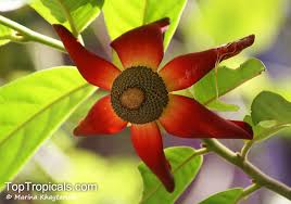 Image result for Uvaria