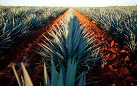 We did not find results for: How Is Tequila Made