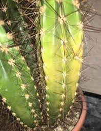 Why do my cactus keep dying? Why Is My Cactus Turning Yellow Succulent Alley