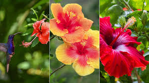 Image result for Hibiscus schinzii