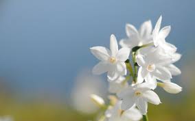 The Jasmine White Flower Wallpaper Beautiful Flowers Wallpapers Flower Wallpaper