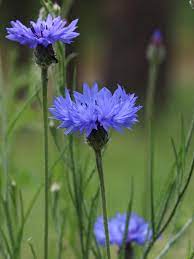 Blue Cornflower Flower Essence Pacific Northwest Essences