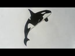 How to draw a killer whale. How To Draw A Killer Whale Orca Easy Drawing For Kids Youtube