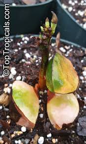 Image result for Cola clavata