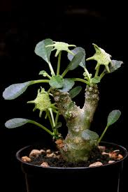 Image result for Dorstenia schliebenii
