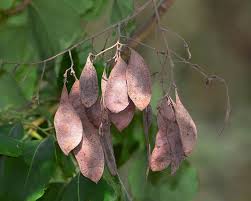 Image result for Dalbergia nitidula