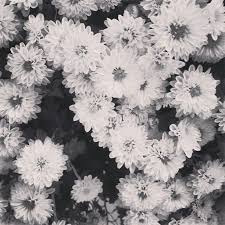 Black And White Plants Aesthetic Black Tea Black Flower Aesthetic Black Aesthetic Black Flowers White Gardens