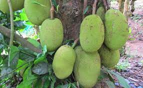 Check spelling or type a new query. Jackfruit Farming Information Guide Agri Farming
