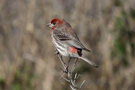 Backyard Birds Of New Jersey Field Guide House Finch Backyard Birds Beautiful Birds Wildlife Habitat