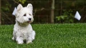 All about pets opened in 2006 with the mission to provide pets and their owners with an excellent boarding and grooming experience, first class service, and the best selection of pet products, all at an exceptional value. About Us Outdoor Hidden Dog Fences Dogwatch Of Savannah And Hilton Head Island
