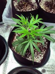 Beginners Guide To Growing Marijuana | Potguide