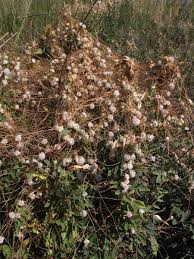 Image result for Cuscuta approximata