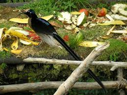 Emblem Papua New Guinea Bird Of Paradise Bird Of Paradise Birds Of Paradise Beautiful Birds Most Beautiful Birds