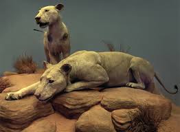Tsavo en la lengua local, el idioma kamba y muy acorde con lo sucedido, significa lugar de matanza. Fotos Los Leones Comehombres Sociedad El Pais