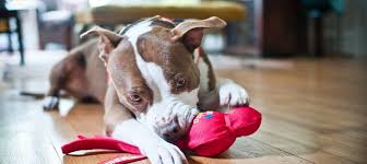 Guarda parto col folle streaming ita film alta definizione gratis e senza registrazione, parto col folle streaming full hd in italiano completamente gratis. Perche I Cani Distruggono I Loro Giochi Mondofido It