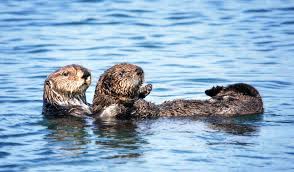 The most widely distributed otter is the eurasian otter, found throughout europe, north africa, and asia to japan and indonesia. Sea Otters Could Get New Home In San Francisco Bay Scientific American
