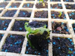 Image result for Cavacoa