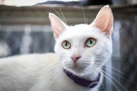 I need to walk mydog and he won't accept any excuses on my part. 10 Common Cat Behaviors Explained Karma Cat Zen Dog
