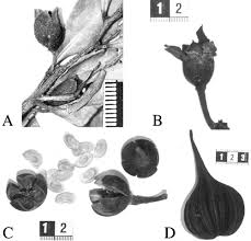 Image result for Balthasaria schliebenii