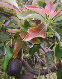 Once your plant has reached 12 inches, you can pinch off the top two sets of leaves. Growing Avocados Finegardening