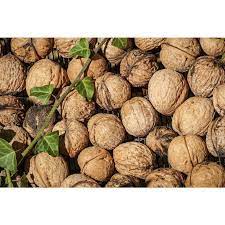 Online Orchards English Walnut Tree Bare Root Ntwl001 The Home Depot Walnut Tree Trees To Plant Pollination