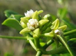 Image result for Cynanchum obtusifolium