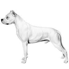 Dogo Argentino Dog Breed Information American Kennel Club 5:08 juvelio08 2 673 просмотра.