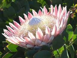Representations of the protea have become synonymous with south africa, but today these beauties are available all over the world. Pin On Flora Of The Western Cape