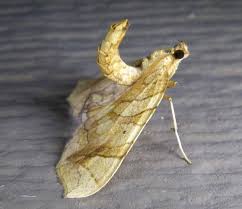 Image result for Laggera gracilis