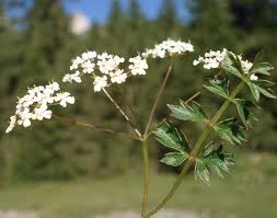 Image result for Pimpinella buchananii