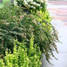 This beautiful flowering shrub is not only a what makes the sunny anniversary abelia so special is it's blooms. Sunny Anniversary Abelia Spring Meadow Wholesale Liners Spring Meadow Nursery