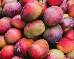Image result for Mangifera