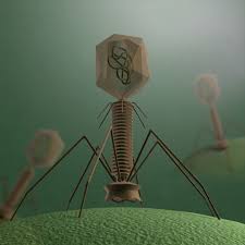 Pin On Biology Art