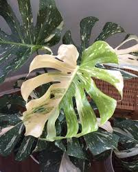 Episode 154 The Price Of Rare Plants Jane Perrone