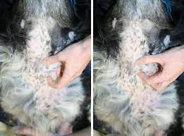 The thyroid gland produces hormones that regulate body temperature, heart rate and metabolism. Thyroid Gland Neoplasia In Dogs Vetlexicon Canis From Vetlexicon Definitive Veterinary Intelligence