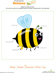 This content is password protected. Bee Science Worksheet Education Com