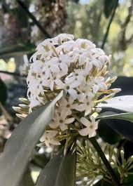 Image result for Acokanthera laevigata